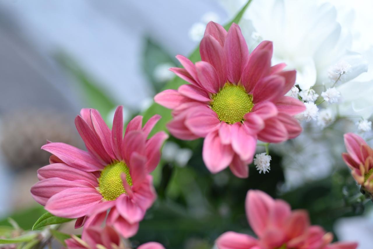 Pet-Safe Flowers: Which Flowers Are Safe for Cats & Dogs?